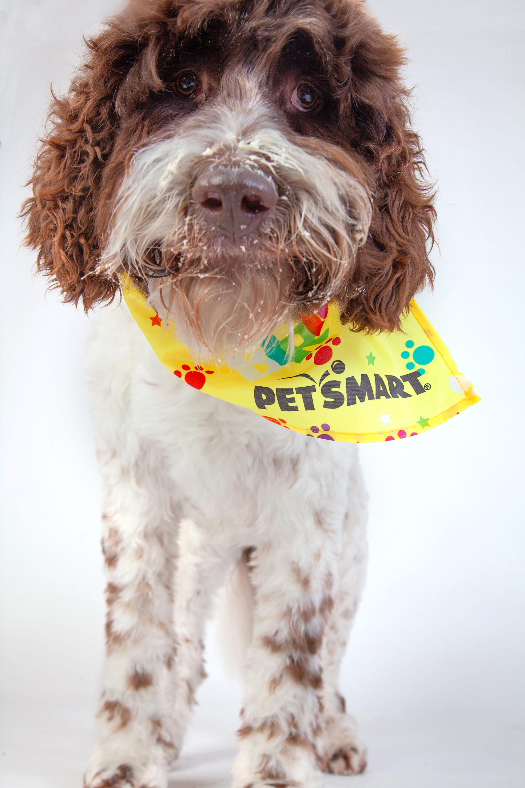 Pet Photography