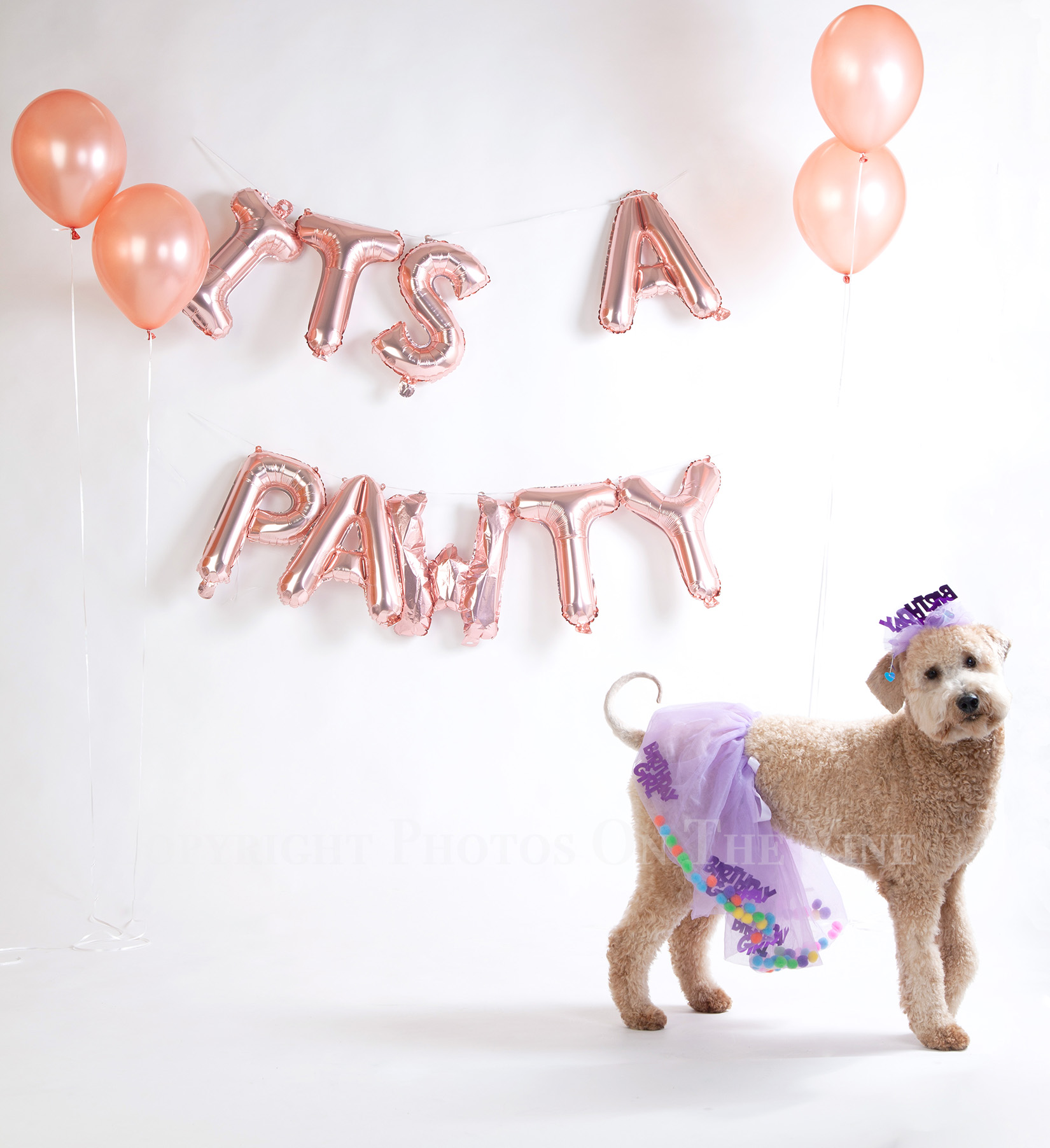 Maggie the Labradoodle Turns One!
